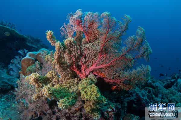 印尼：丰富多彩的海洋世界