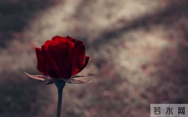 烂漫花语，你除了知道玫瑰代表爱情，你还知道其他的吗？