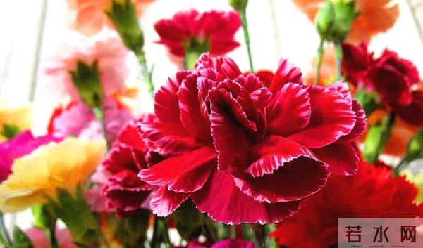 康乃馨寓意好,养在家里装饰性强,这样做还能有效延长花期
