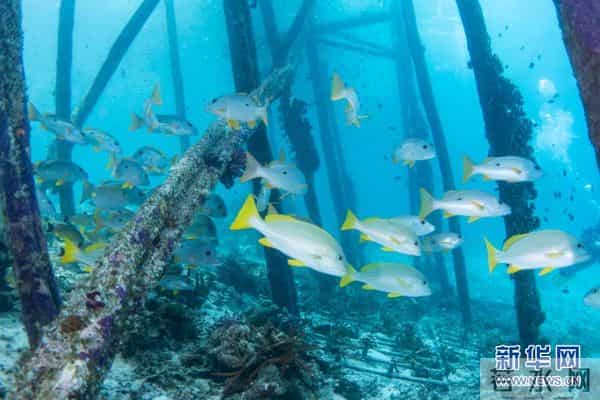 印尼：丰富多彩的海洋世界