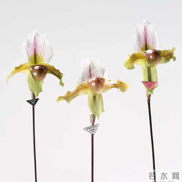 「May I love you」的意思是:在五月,我爱你