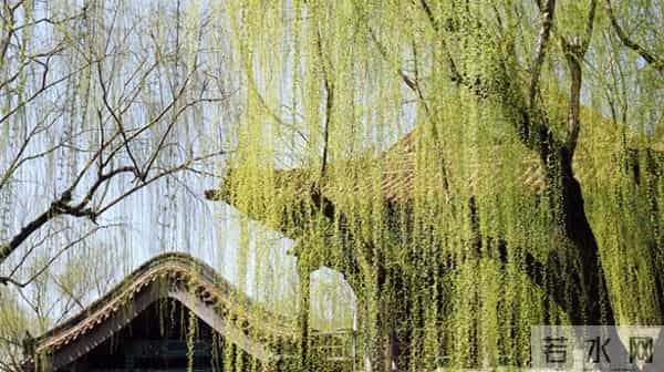 六年级上册一单元习作《变形记》,夜晚一棵大树下的故事