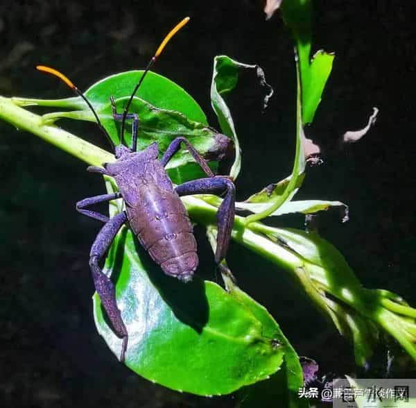 草虫的世界如此奇妙①——阿宝老师的“作文经”(三三四)