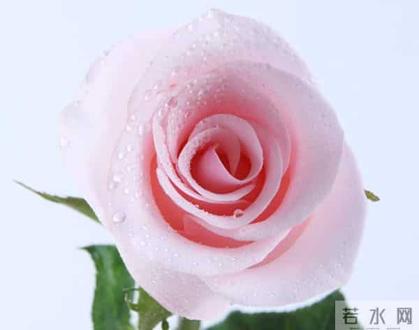 认识花材 - 这9款粉玫瑰品种你都见过吗