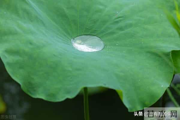 一片荷叶,一片天:冰心美文阅读分享