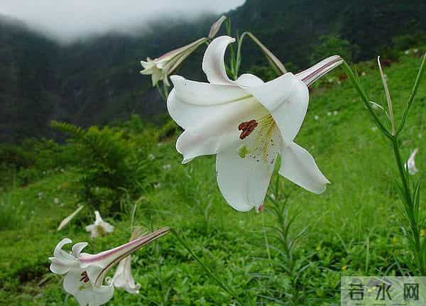 夜读｜心田上的百合花