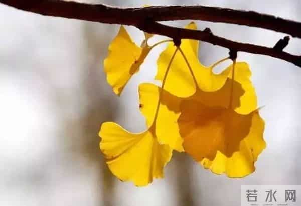 教师节｜正是这些老师教的歌撑起了我们的童年