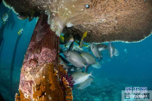 印尼：丰富多彩的海洋世界