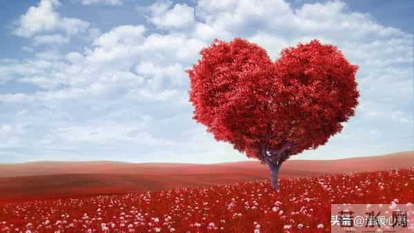 爱在心中,温暖在行动:真实感人的情感故事集锦