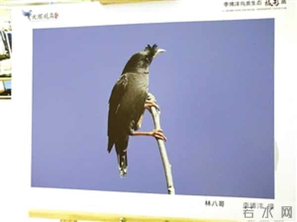 12岁少年的追鸟梦