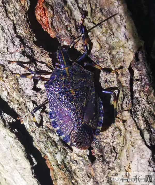 草虫的世界如此奇妙①——阿宝老师的“作文经”(三三四)