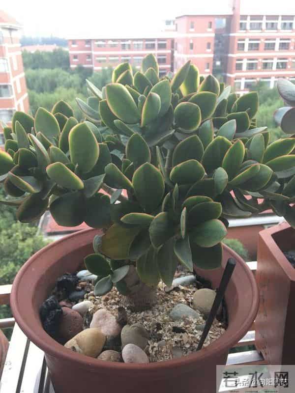 玉树又叫燕子掌,叶片四季常绿,经常出现腐烂,教你如何让避免