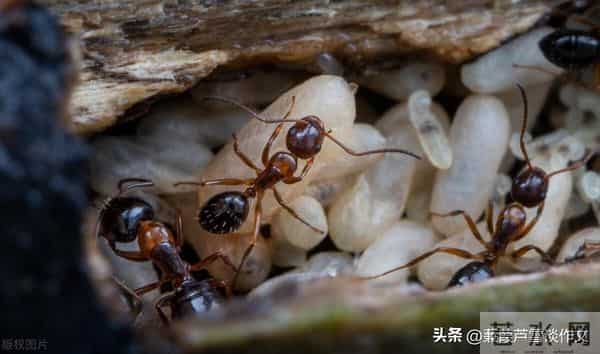 草虫的世界如此奇妙①——阿宝老师的“作文经”(三三四)