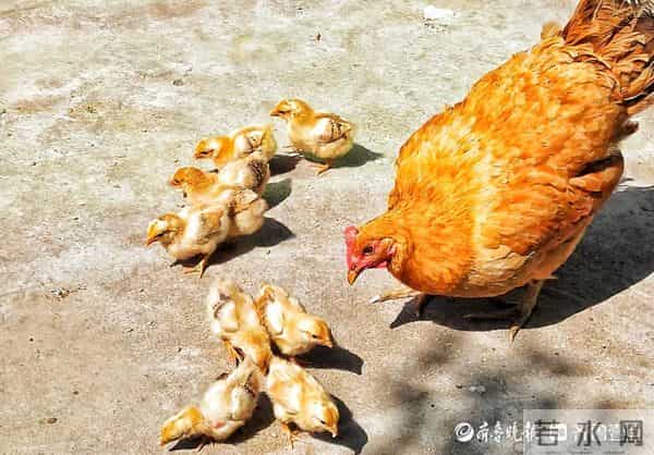 情报站|母爱伟大!鸡妈妈带小鸡觅食寸步不离,画面太有爱了