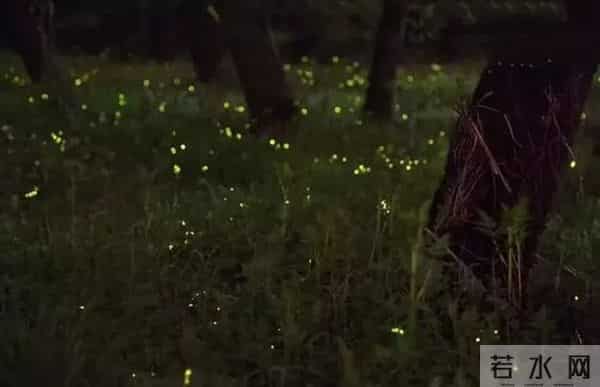 丽水湿地迎来大片萤火虫！夜晚闪闪发光犹如置身童话