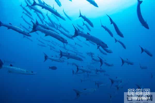 印尼：丰富多彩的海洋世界