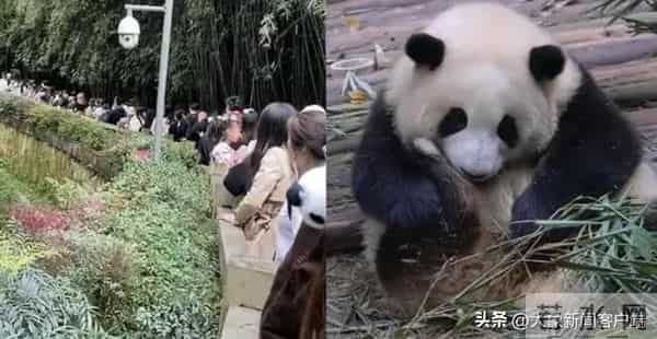 五一过半，趣事一箩筐，不仅人堵了骆驼也堵了……