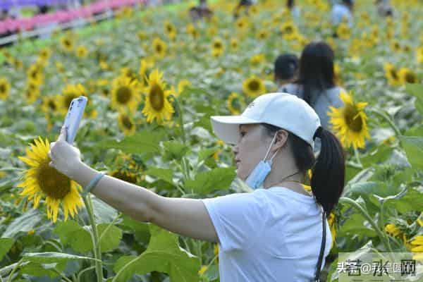 花千姿——花海国庆见闻（原创摄影+随笔300字）