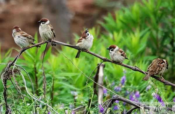 三年级作文1：春游去哪儿玩