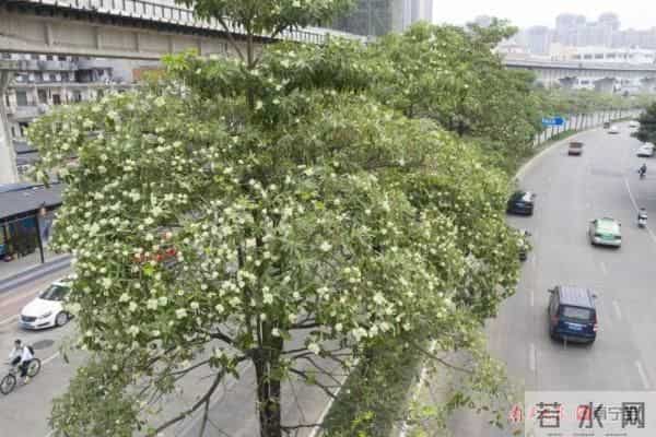 又香又臭好“上头”,广西街头这种树又开花了,到底有没有毒?