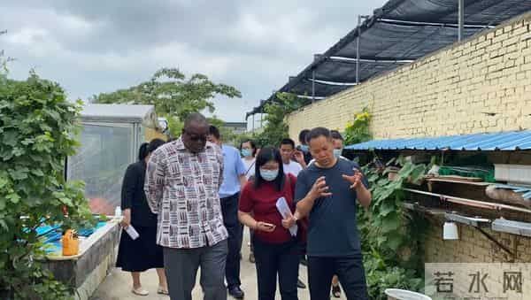 创业养殖蜣螂（屎壳郎