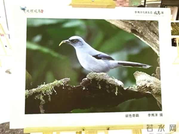 12岁少年的追鸟梦