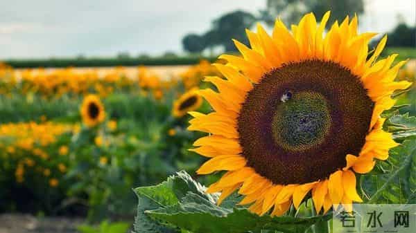 诗词|孙成凤:国庆节抒怀