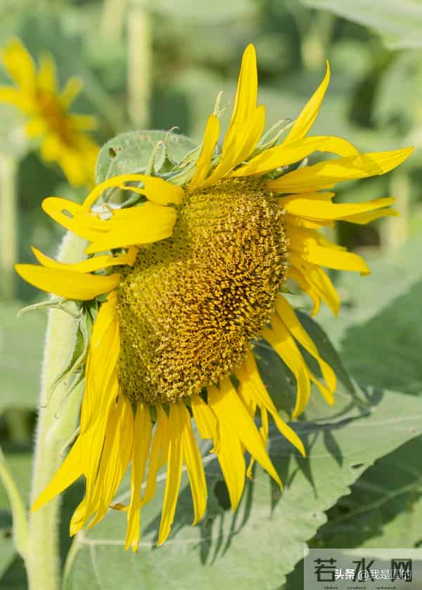 花千姿——花海国庆见闻（原创摄影+随笔300字）