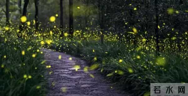 丽水湿地迎来大片萤火虫！夜晚闪闪发光犹如置身童话