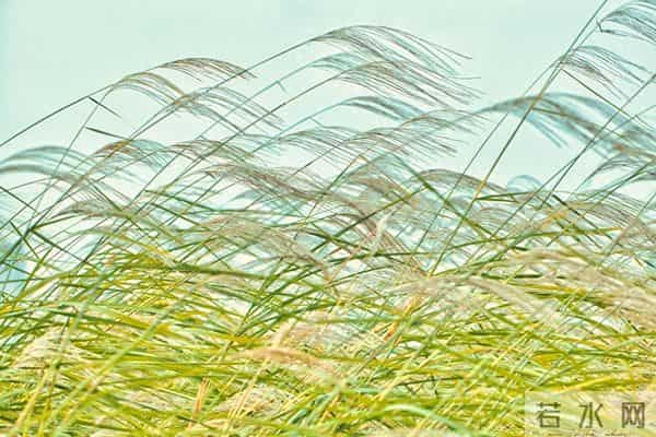 深圳市2026届高三联考语文优秀作文:《大风中做思考的芦苇》