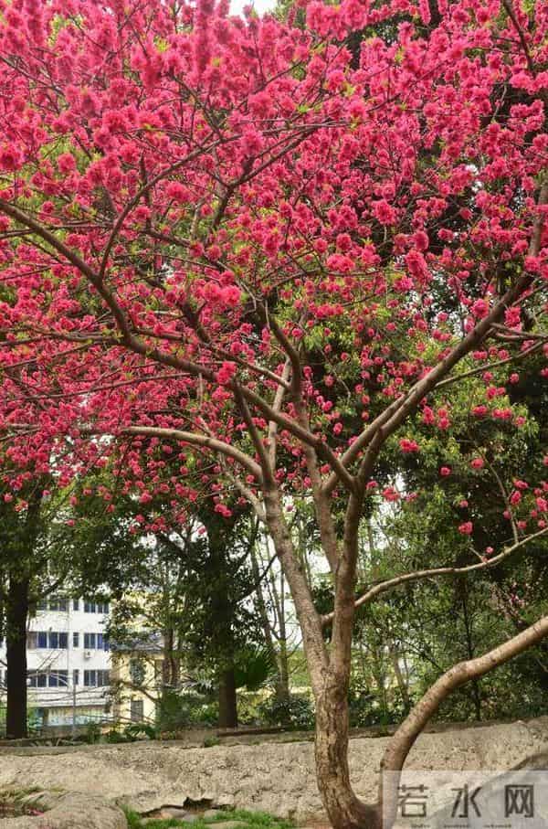 语闻成都 - 川西草木物候记④