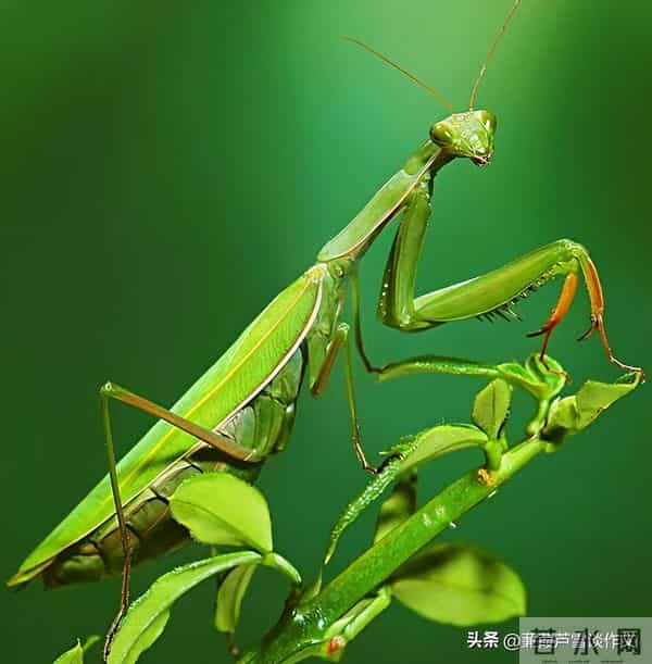 草虫的世界如此奇妙①——阿宝老师的“作文经”(三三四)