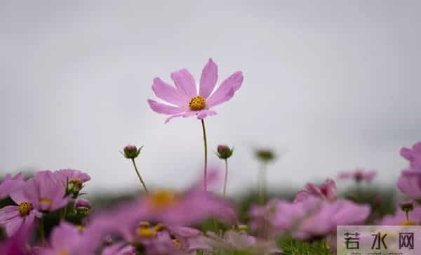 六一节快乐!最美的童诗,献给拥有一个童心的你!