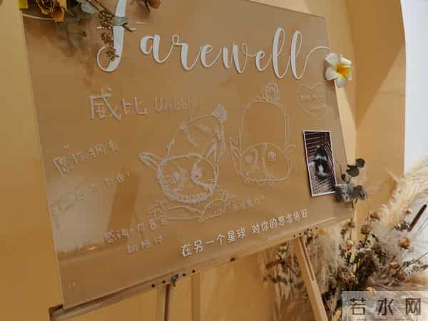 新奇职业｜一名宠物殡葬师的自述：宠物的离开，教会我们什么