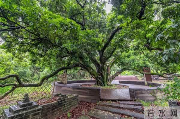 广州470多岁“荔枝皇”，“身价”不凡