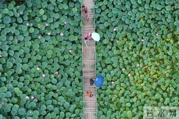 曹妃甸区围绕乡村振兴全面发力助推农业农村“五个发展”