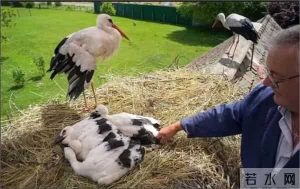 异地17年,每年飞13000公里相见,却在生子后离开!这个“负心汉”看哭了全世界……