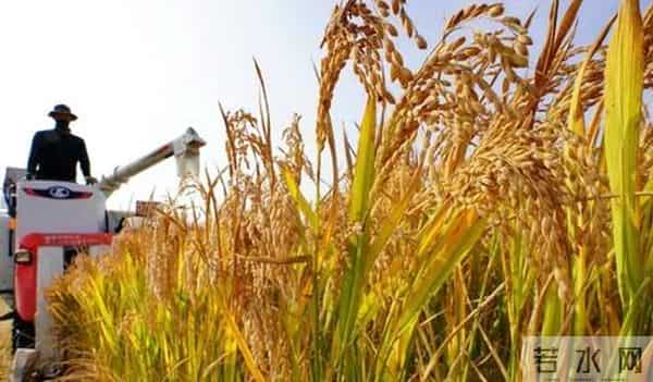 曹妃甸区围绕乡村振兴全面发力助推农业农村“五个发展”