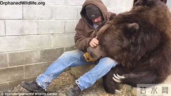 这才是真正的熊抱！男子抱住1200多斤约3米高的“泰迪熊”
