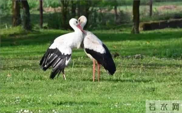 异地17年,每年飞13000公里相见,却在生子后离开!这个“负心汉”看哭了全世界……