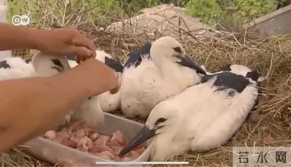 异地17年,每年飞13000公里相见,却在生子后离开!这个“负心汉”看哭了全世界……