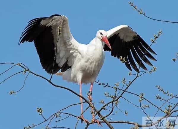 异地17年,每年飞13000公里相见,却在生子后离开!这个“负心汉”看哭了全世界……