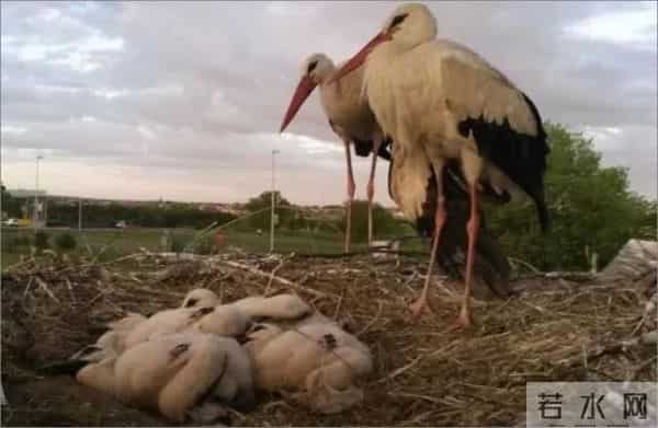 异地17年,每年飞13000公里相见,却在生子后离开!这个“负心汉”看哭了全世界……