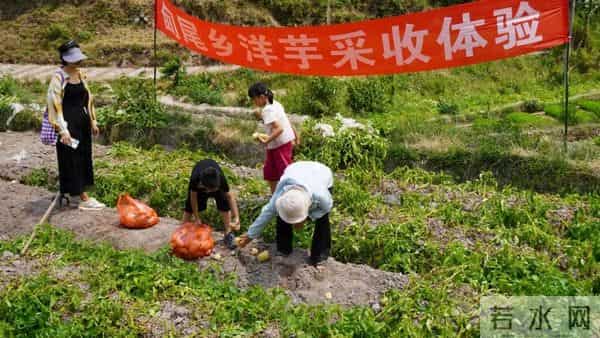 “芋”见甸尾 寻梦乡愁:建水民俗活动精彩纷呈