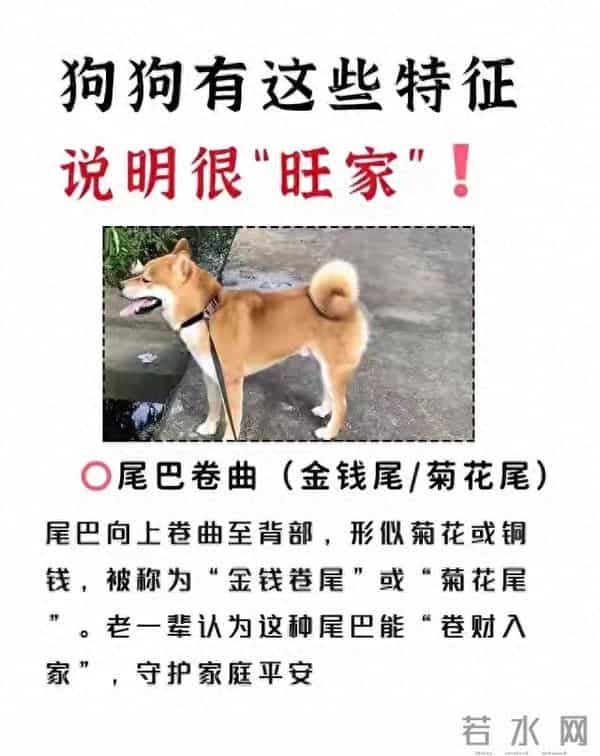 旺家”狗才有的特征,你家狗中了,就偷着乐吧!