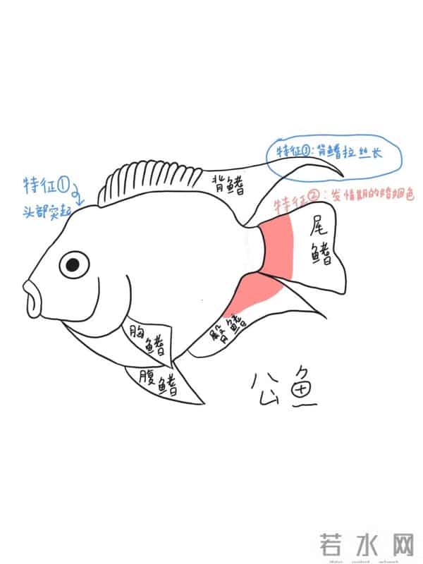 迷你鹦鹉鱼怎么分公母?2张图教你区分公母