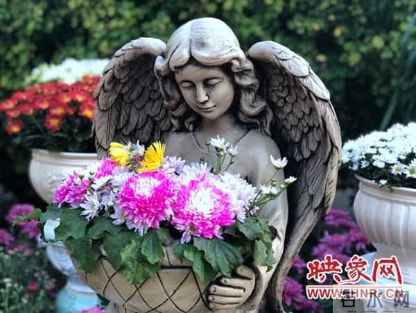 中国开封:国际菊花齐斗艳 各展风韵异国风