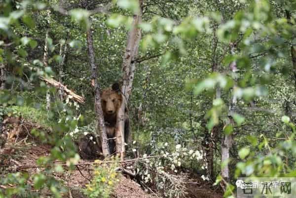 高原腹地，驻训官兵邂逅大棕熊