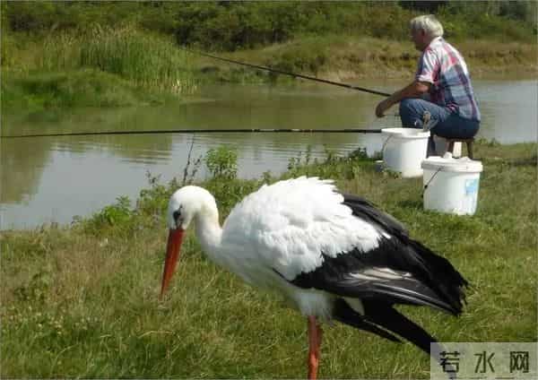 异地17年,每年飞13000公里相见,却在生子后离开!这个“负心汉”看哭了全世界……