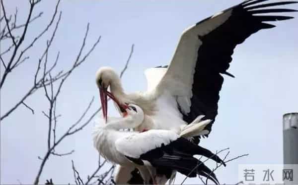 异地17年,每年飞13000公里相见,却在生子后离开!这个“负心汉”看哭了全世界……